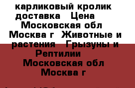 карликовый кролик. доставка › Цена ­ 1 - Московская обл., Москва г. Животные и растения » Грызуны и Рептилии   . Московская обл.,Москва г.